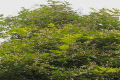 Derris scandens